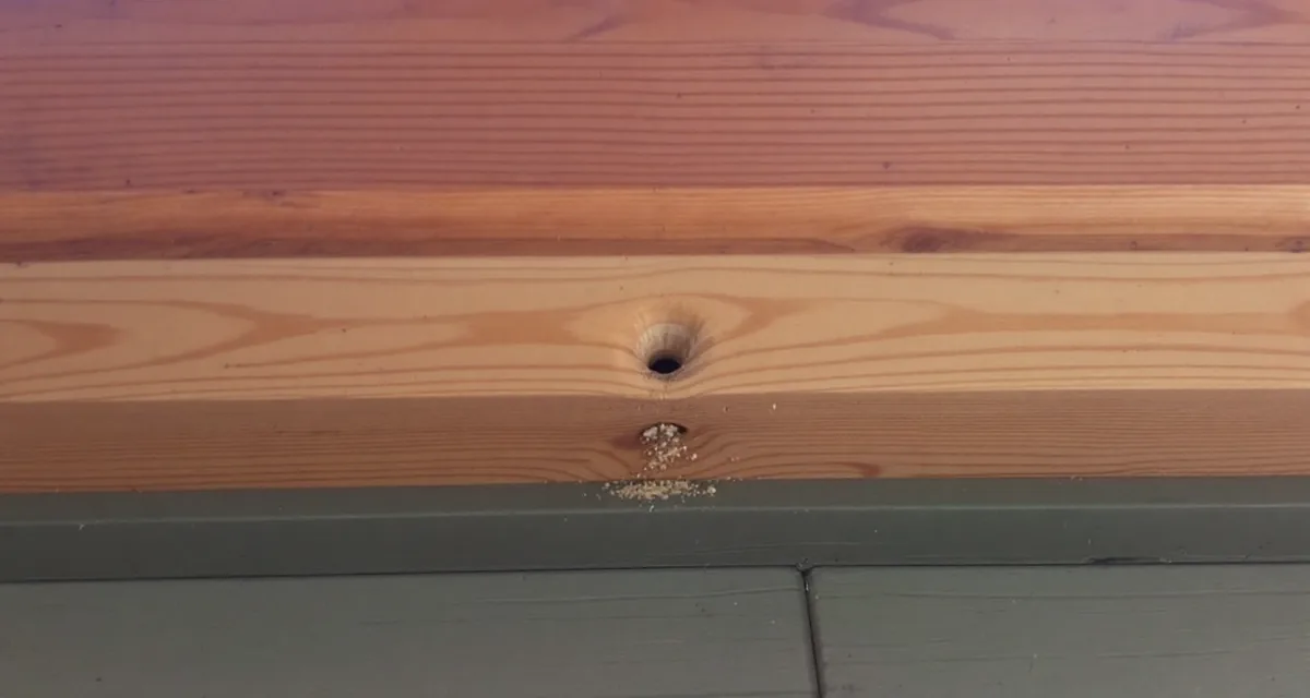 Underside of cedar trim boards with a small round hole and a little pile of pale sawdust beside it