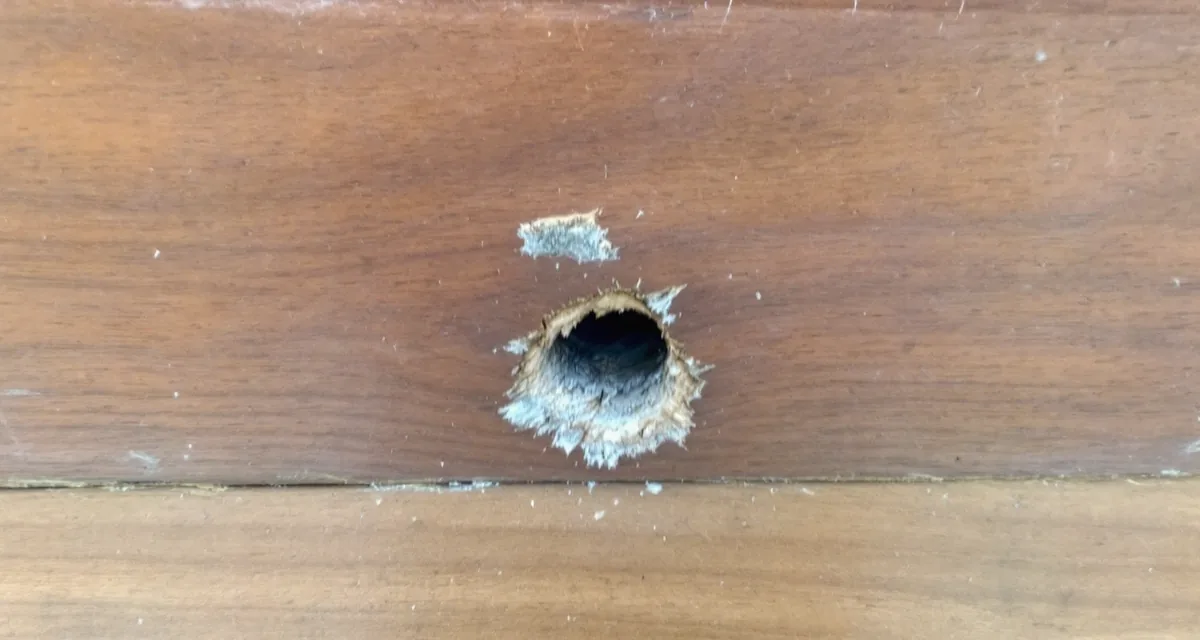 Round hole with splintered edges pecked through a stained cedar siding board